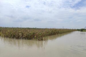 Banjir Demak Rendam Ribuan Hektar Tanaman Padi dan Jagung, Ini Dampaknya bagi Petani