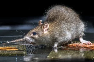 Leptospirosis: Penyakit Menular yang Mengintai di Musim Hujan