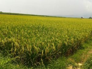 Bantuan untuk Petani Padi Puso di Demak Akibat Banjir