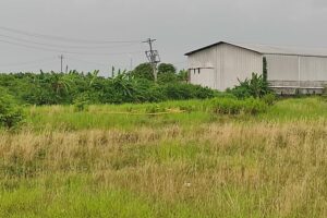 Penemuan Mayat Misterius di Sawah Demak, Sudah Membusuk dan Hanya Sisa Kulit dan Tulang